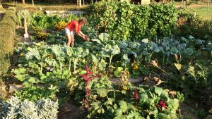 potager-permaculture-formation-conseils-recoltes-production-association
