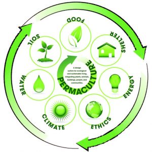 potager-permaculture-cycle-permaculture