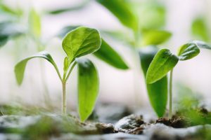 potager-mars-permaculture-semis-association-plantes potagères-semences-graines