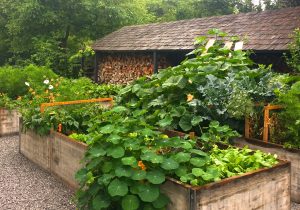 potager-permaculture-bac