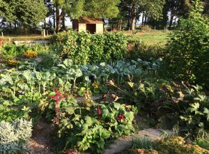 potager-permaculture- potager en septembre