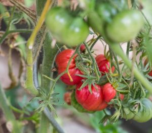 potager-permaculture-tomates