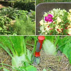 potager-permaculture-pourquoi-plaisirs-bienfaits-legumes sains-légumes bio-legumes du potager