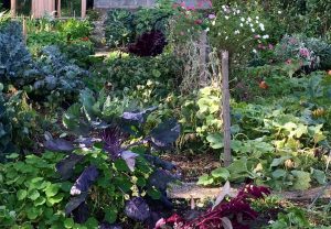 Montjardin-permaculture-potager-association-rotation-semis automne-récoltés automne