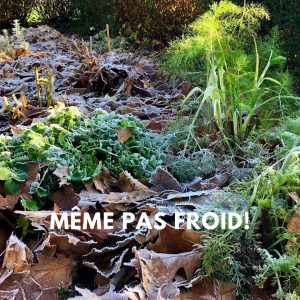 Montjardin-potager hiver-permaculture-paillage-feuilles mortes-gel