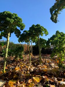 hivernage-permaculture-paillage-matieres organiques-sol vivant-compost-paillis-foin-feuilles mortes-chou kale