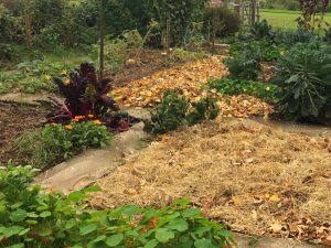 hivernage-permaculture-paillage-matieres organiques-sol vivant-compost-paillis-foin-feuilles mortes