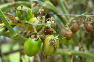 mildiou-maladie-permaculture-association-tomate-cul noir-oidium