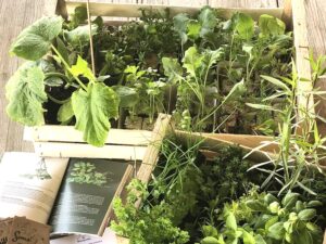 assortiment-plantes potagers-aromatiques-pack