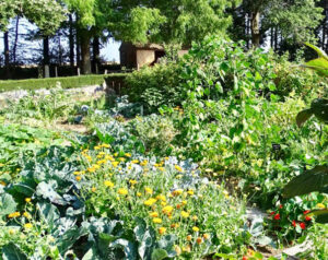 Formation potager permaculture