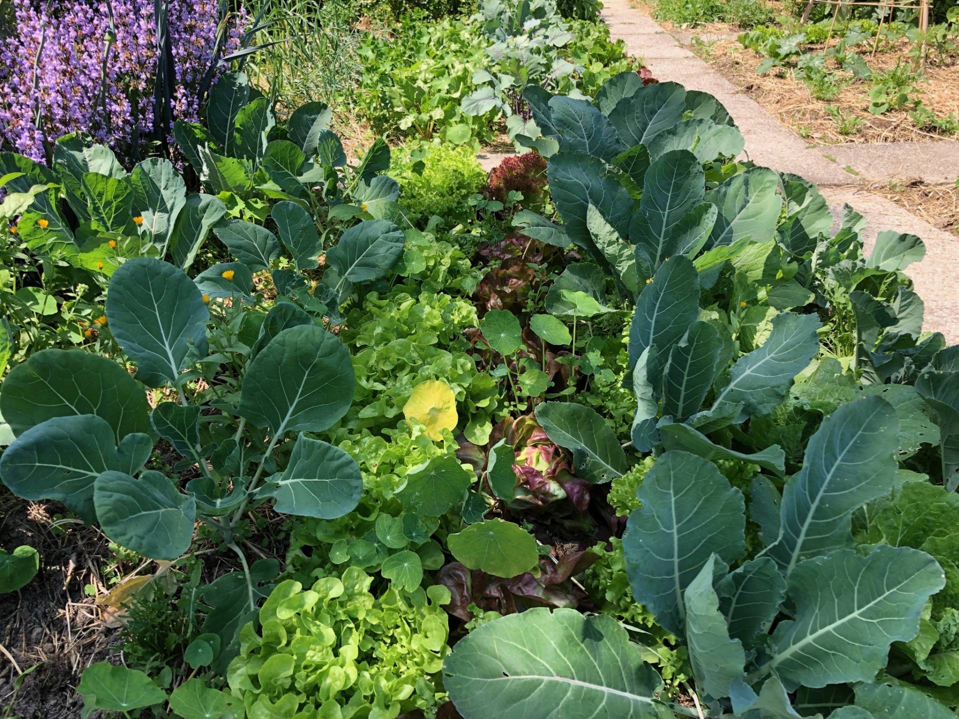 Potager permaculture